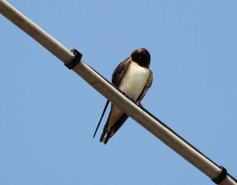 Avifauna humor
